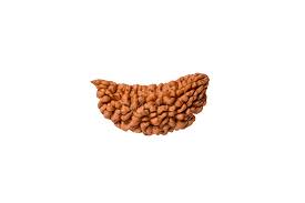 Rudraksh 1 Mukhi