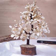 Gomti Chakr Tree