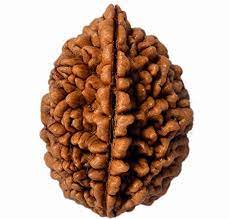 Rudraksh 2 Mukhi