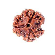 Rudraksh 3 Mukhi