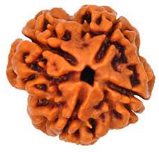 Rudraksh 4 Mukhi