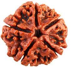 Rudraksh 5 Mukhi