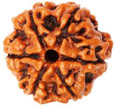 Rudraksh 6 Mukhi