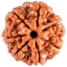 Rudraksh 7 Mukhi