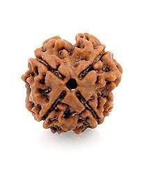 C Rudraksh 4 Mukhi